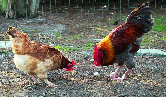 Les poules au secours du tri